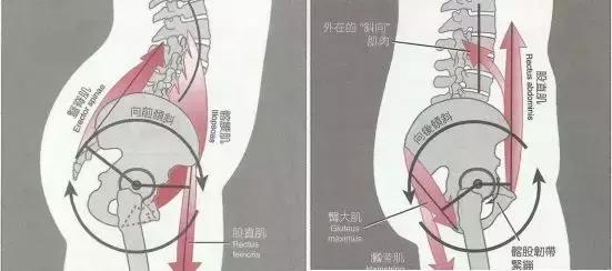 这些小动作，每天一遍，矫正骨盆不正还能帮助增高